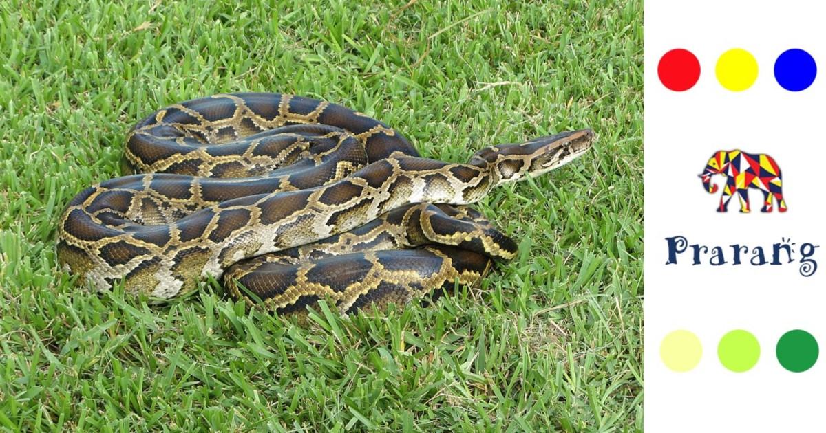 कोबरा से पाइथन तक: भारतीय सर्पों की रहस्यमयी और विविध दुनिया