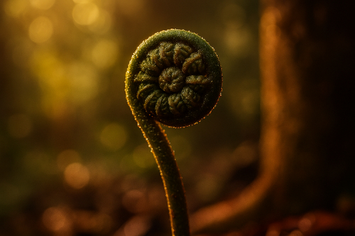 स्वाद और सेहत के अनूठे मेल की मिसाल बन गया, पहाड़ों में उगने वाले लिंगुड़ा