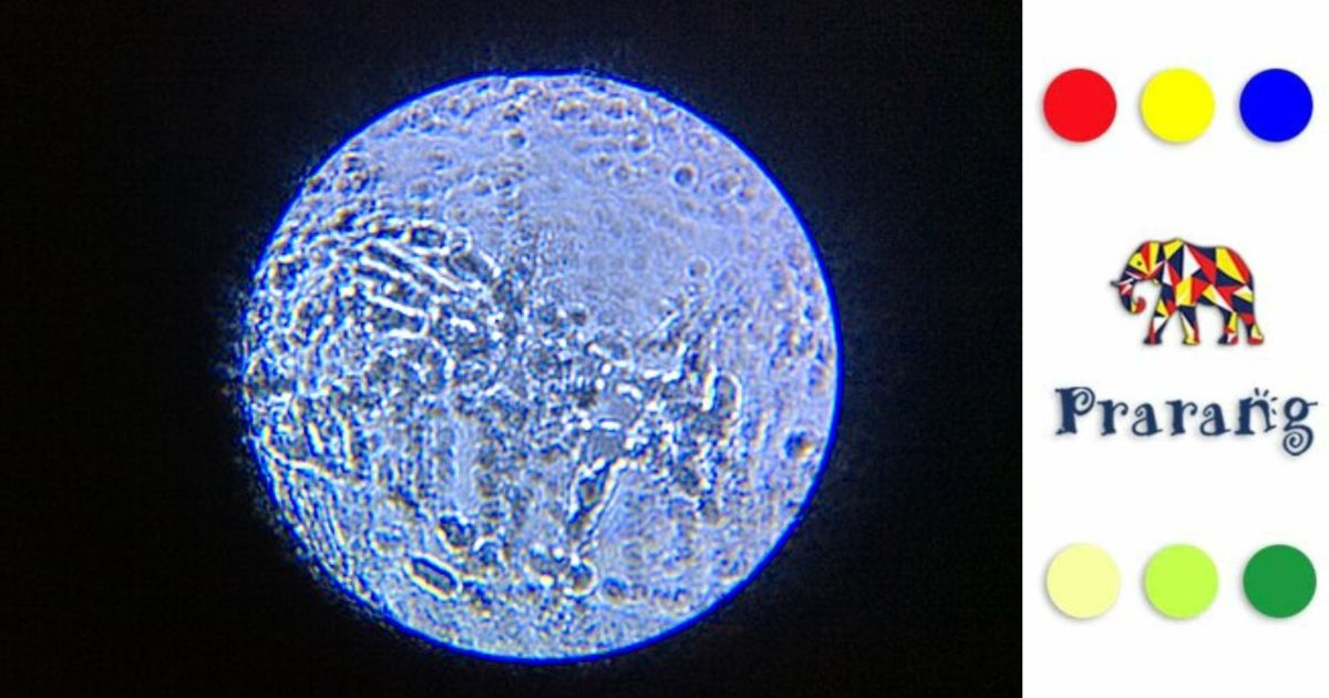 सूक्ष्मजीवों का चमत्कार: कैसे मरने के बाद भी ज़िंदा हो उठते हैं बैक्टीरिया