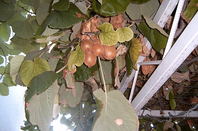 मुनस्यारी में कीवी की खेती के उदाहरण से समझिए पादप कोशिका की उपयोगिता!