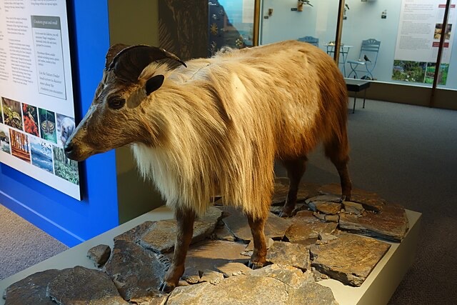 पिथौरागढ़ में हिमालय की धरोहर, हिमालयी तहर को बचाने के लिए क्या प्रयास किए जा सकते हैं?