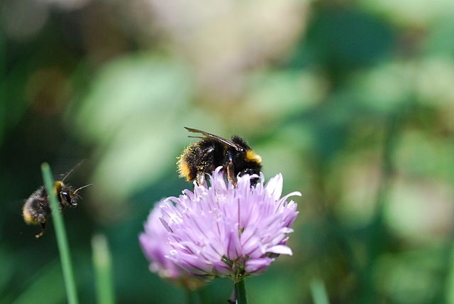 चुपके से पहाड़ों को रंगीन फूलों से रंग रहा है, हिमालयन भौंरा!