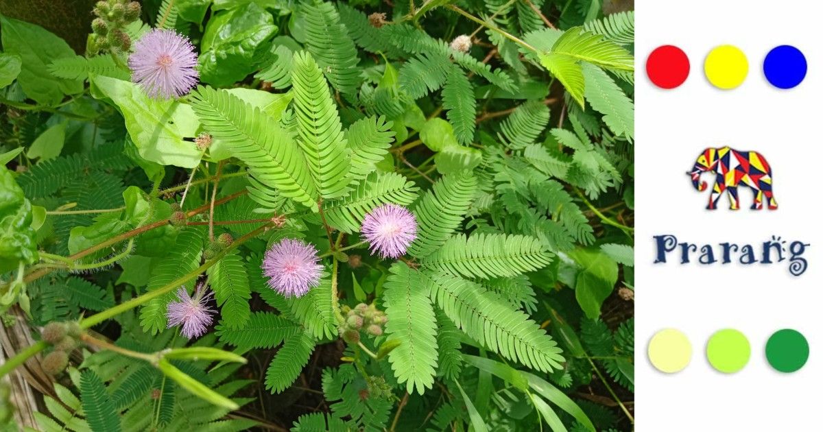 लखनऊ की गलियों का शर्मीला रहस्य: छुई-मुई पौधे का रहस्य और उसका अनोखा स्वभाव