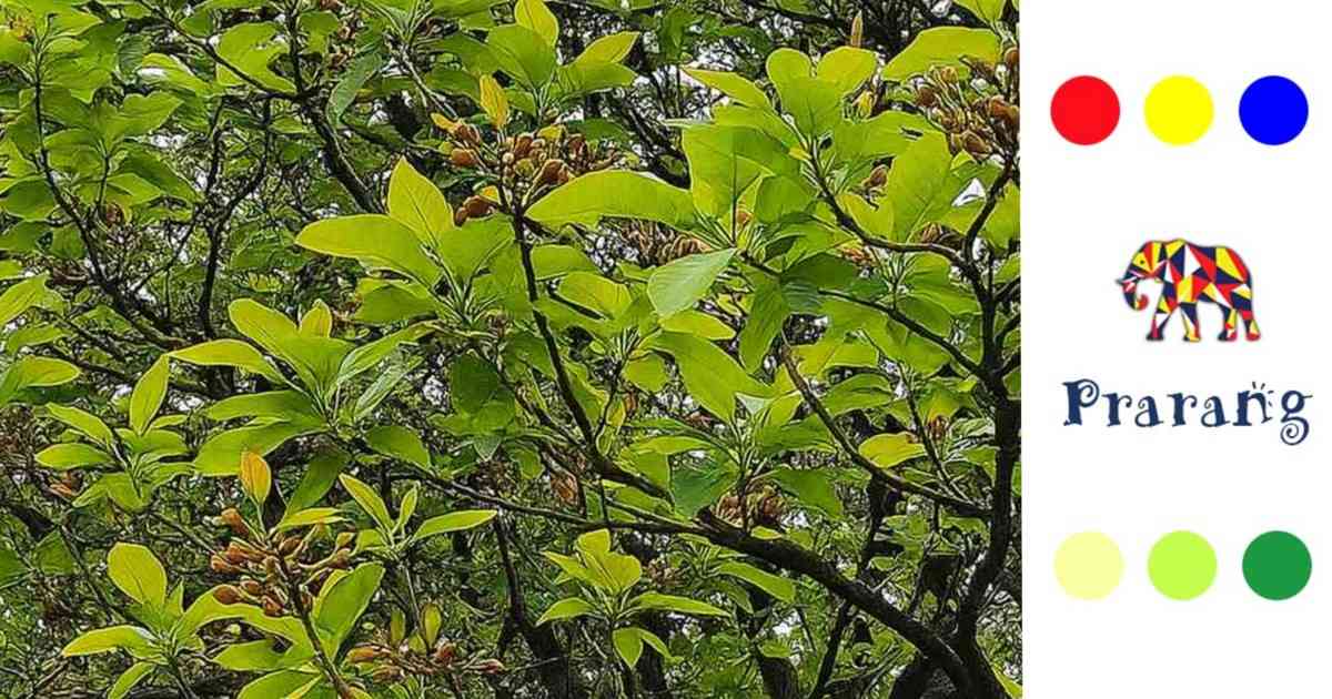 लखनऊवासियों, जानिए महुआ के फूलों में छिपे स्वास्थ्य, स्वाद और संस्कृति के राज़