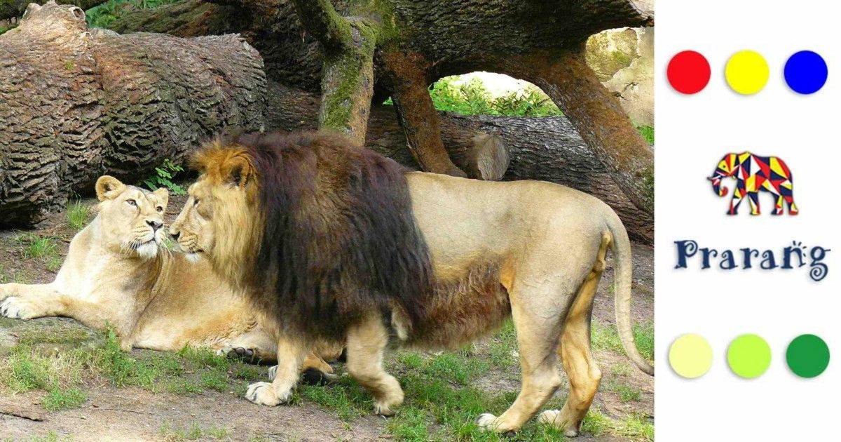 गिर के जंगलों में एशियाई शेर: उसकी विरासत, संघर्ष और संरक्षण की कहानी