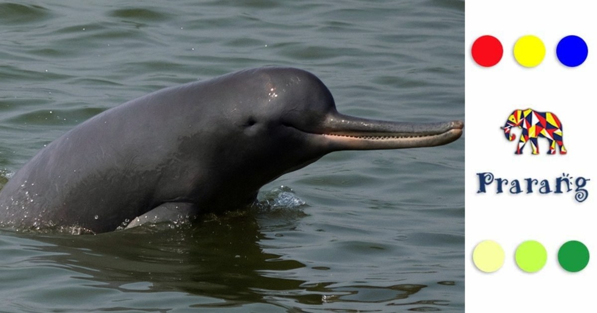 गंगा की लहरों संग बहती डॉल्फ़िन: प्रकृति और संस्कृति की अनसुनी दास्तान