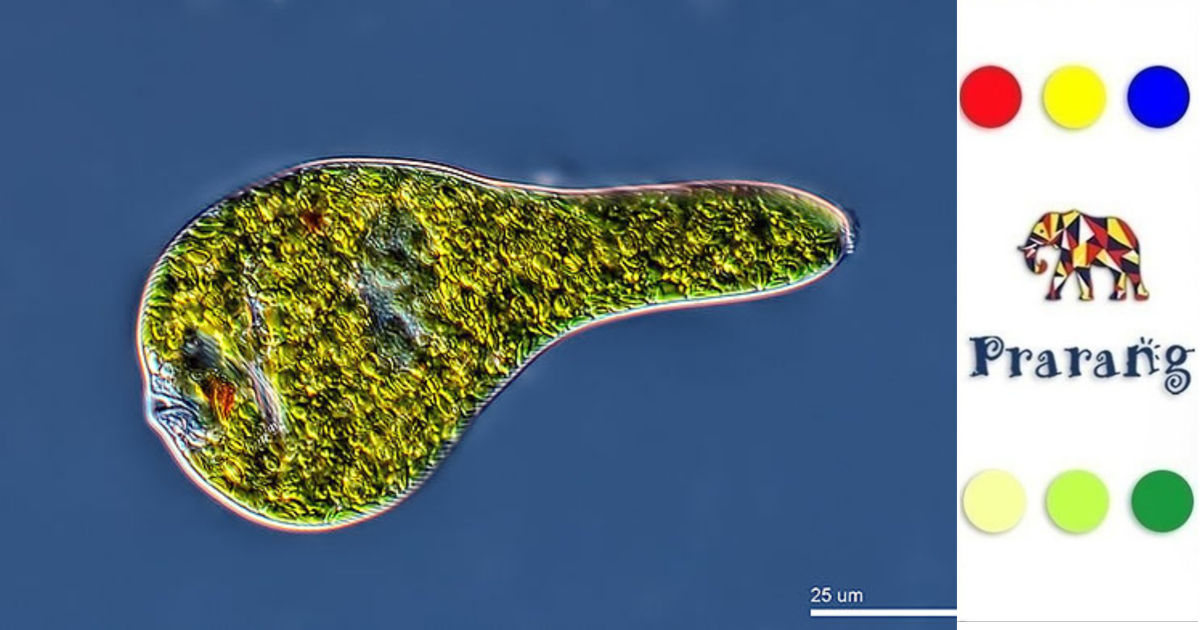 रामपुर की नई पीढ़ी के लिए ज़रूरी: एककोशिकीय जीवों के रहस्य, जो विज्ञान बदल रहे हैं