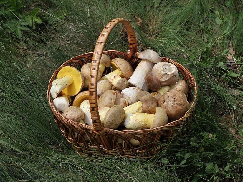 Indian and Czech Mushroom Harvesting Traditions are incorporating Science and Innovation Today
