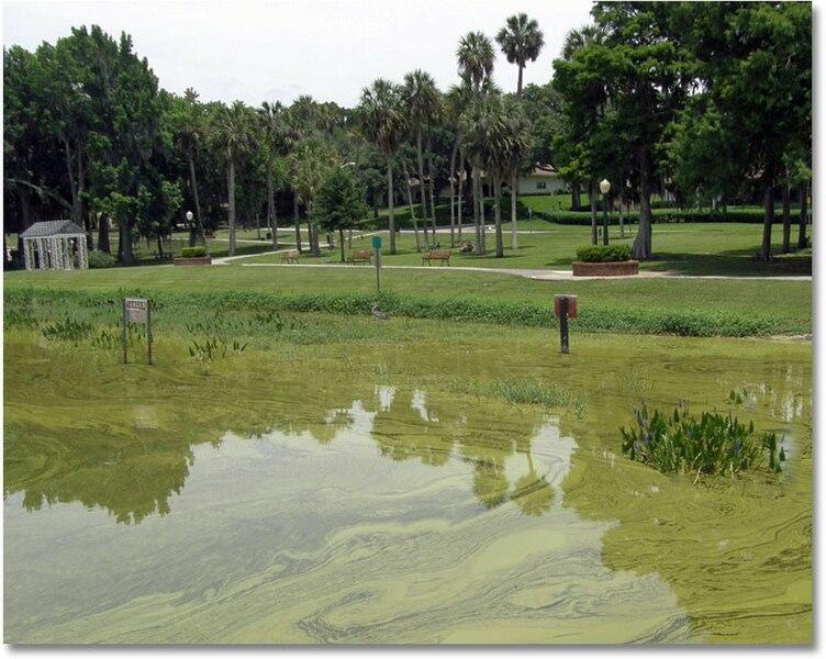 How Czech and Indian Microbe Research is Shaping Ecosystems and Economies