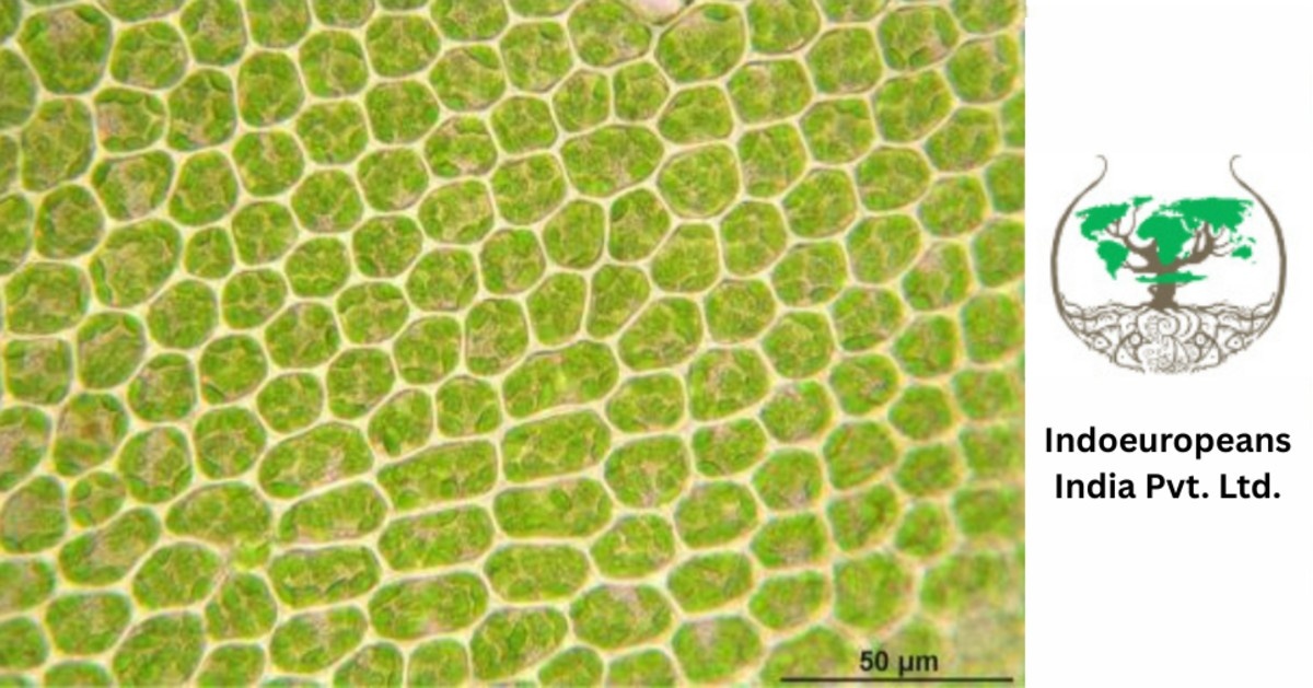 How Are Czech Cell Biology and Indian Biotechnology Shaping the Future of Agriculture?