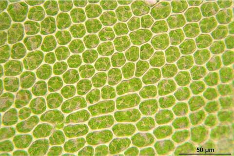 How Are Czech Cell Biology and Indian Biotechnology Shaping the Future of Agriculture?