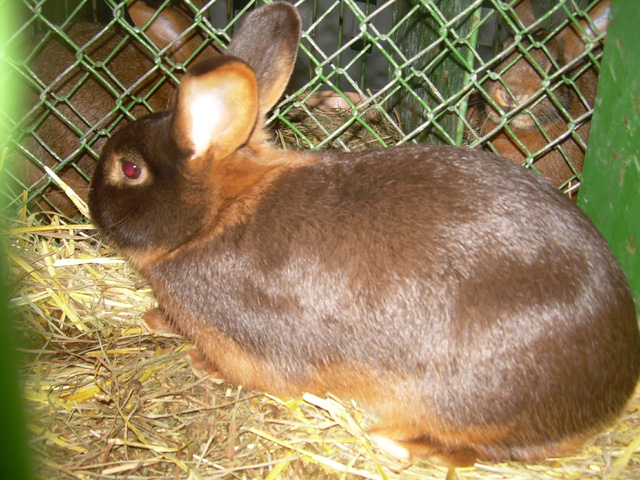 Why Do Rabbits Matter in Czechia and India?