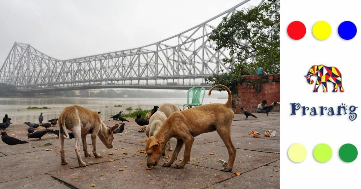 मेरठवासियों के लिए आवारा कुत्तों की संख्या और उनके सुरक्षित सहअस्तित्व की ज़रूरत