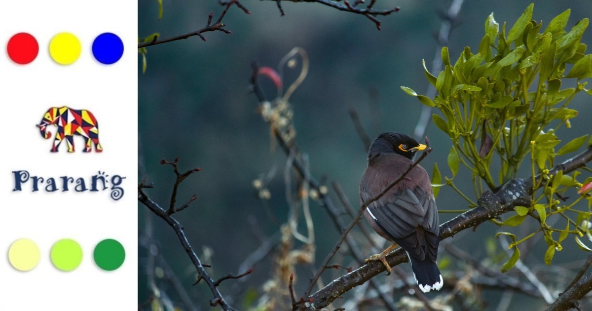 मेरठवासियों, हैदरपुर आर्द्रभूमि में प्रवासी पक्षियों की आवास और संरक्षण कहानी