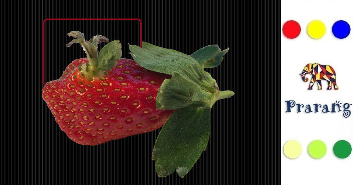 लखनऊवासियों के लिए विविपैरी: कैसे फल और पौधे अपने बीज से पहले ही नया जीवन शुरू करते हैं