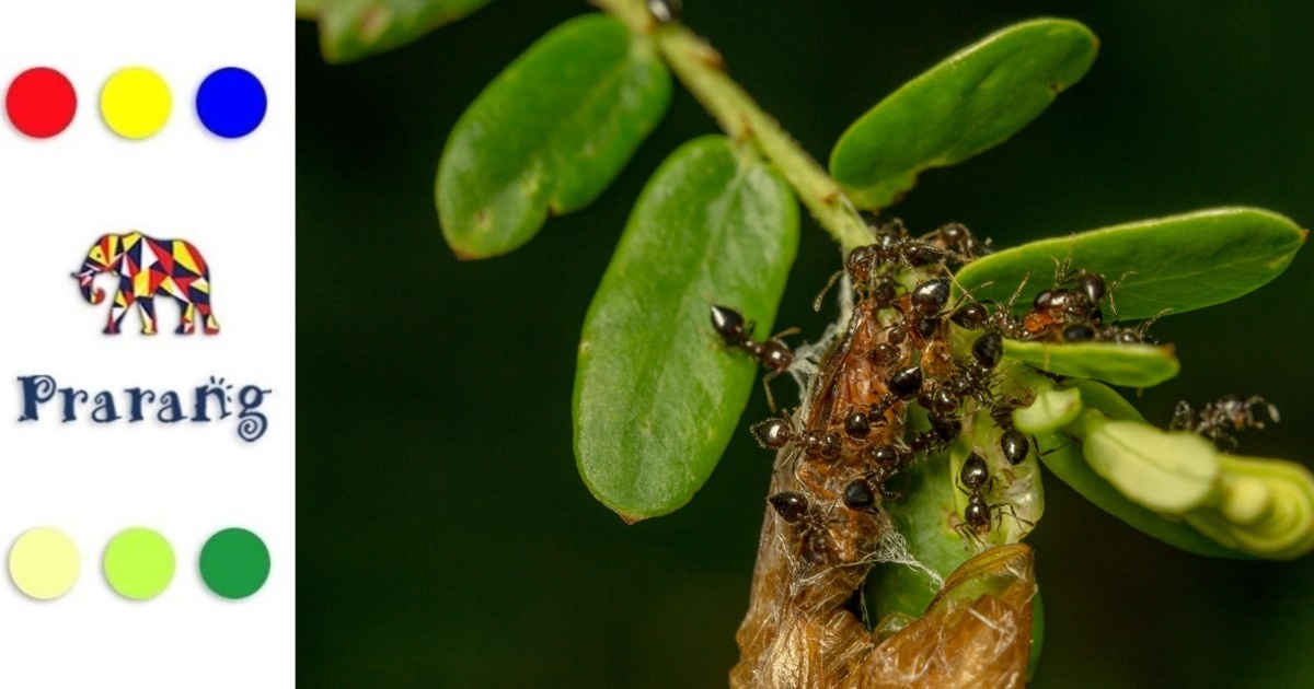 रामपुरवासियो, जानिए मिरमेकोफ़ाइट्स और चींटियों के अद्भुत सहजीवी संबंध की कहानी