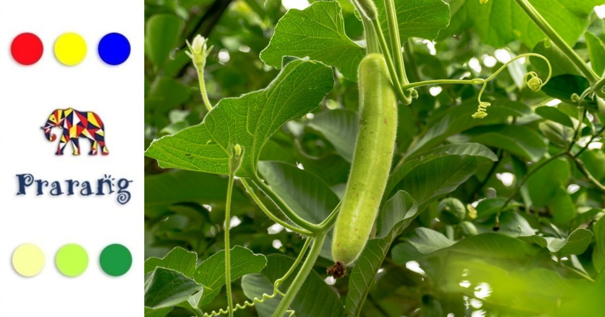 रामपुर और उत्तर प्रदेश में लौकी की खेती: उत्पादन, महत्व और किसानों के लिए संभावनाएँ