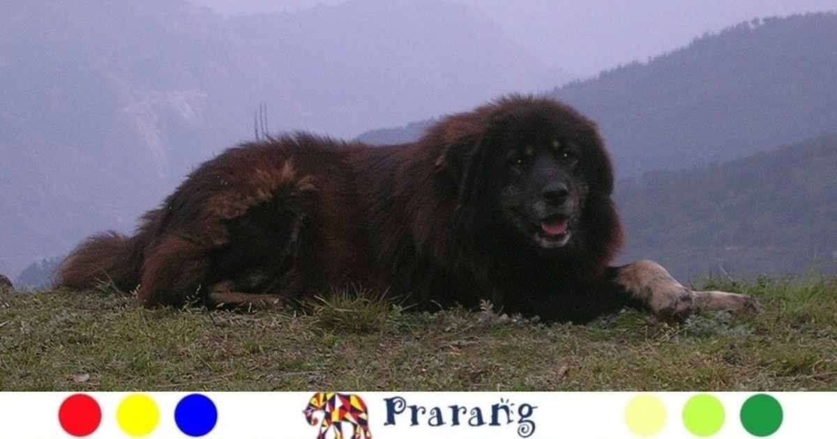 लखनऊवासियो जानिए कैसे हिमालयन शीपडॉग पहाड़ी विरासत, अद्वितीय निष्ठा और साहस का प्रतीक है