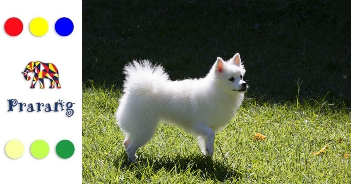 क्यों मेरठ के परिवारों के लिए देसी भारतीय स्पिट्ज़, विदेशी नस्लों से बेहतर विकल्प हैं?