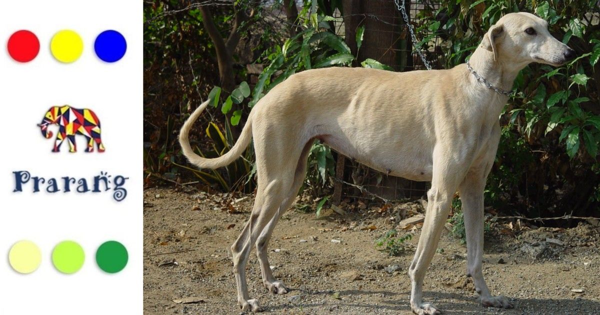 क्यों रामपुरवासियों के लिए, रामपुर ग्रेहाउंड उनकी तहज़ीब और शान का प्रतीक है?