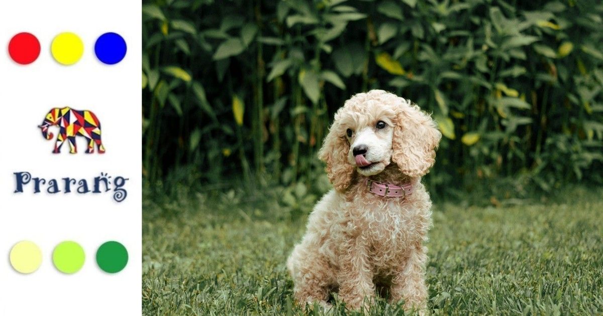 जौनपुरवासियो, जानिए कैसे छोटे कुत्तों ने घरों में बनाई अपनी खास पहचान