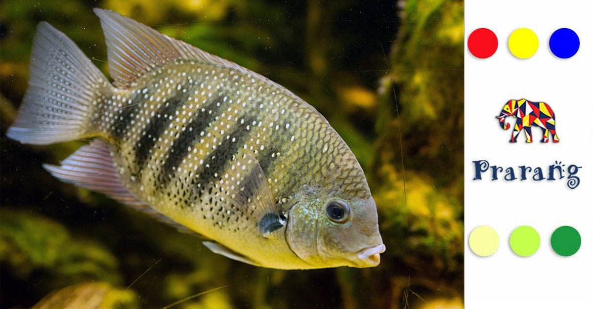 रामपुरवासियों के लिए खास: करीमीन मछली, स्वाद और संस्कृति की अद्भुत कहानी