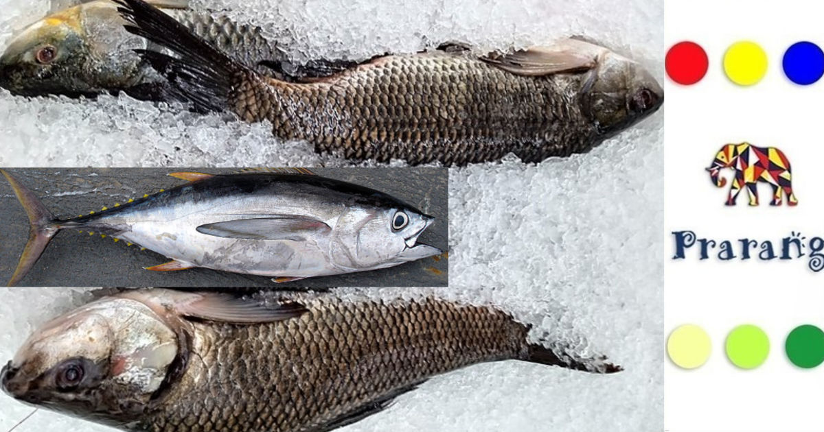 जौनपुर में खारे और मीठे पानी की मछलियाँ और जलीय कृषि की नई संभावनाएँ