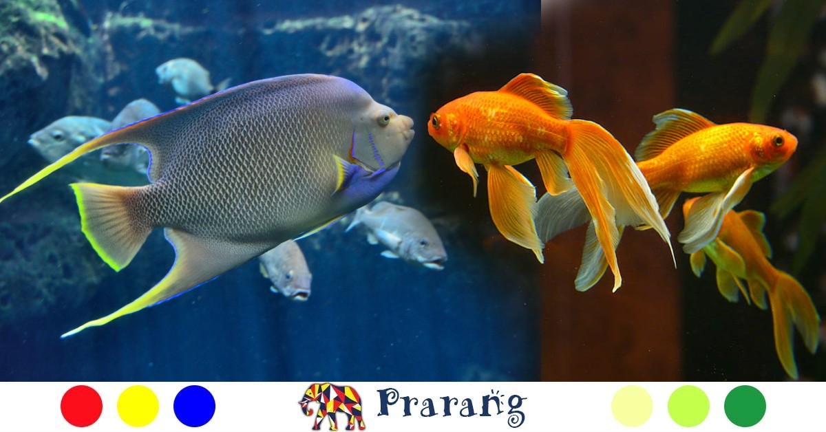 जौनपुर में खारे और मीठे पानी की मछलियाँ और जलीय कृषि की नई संभावनाएँ