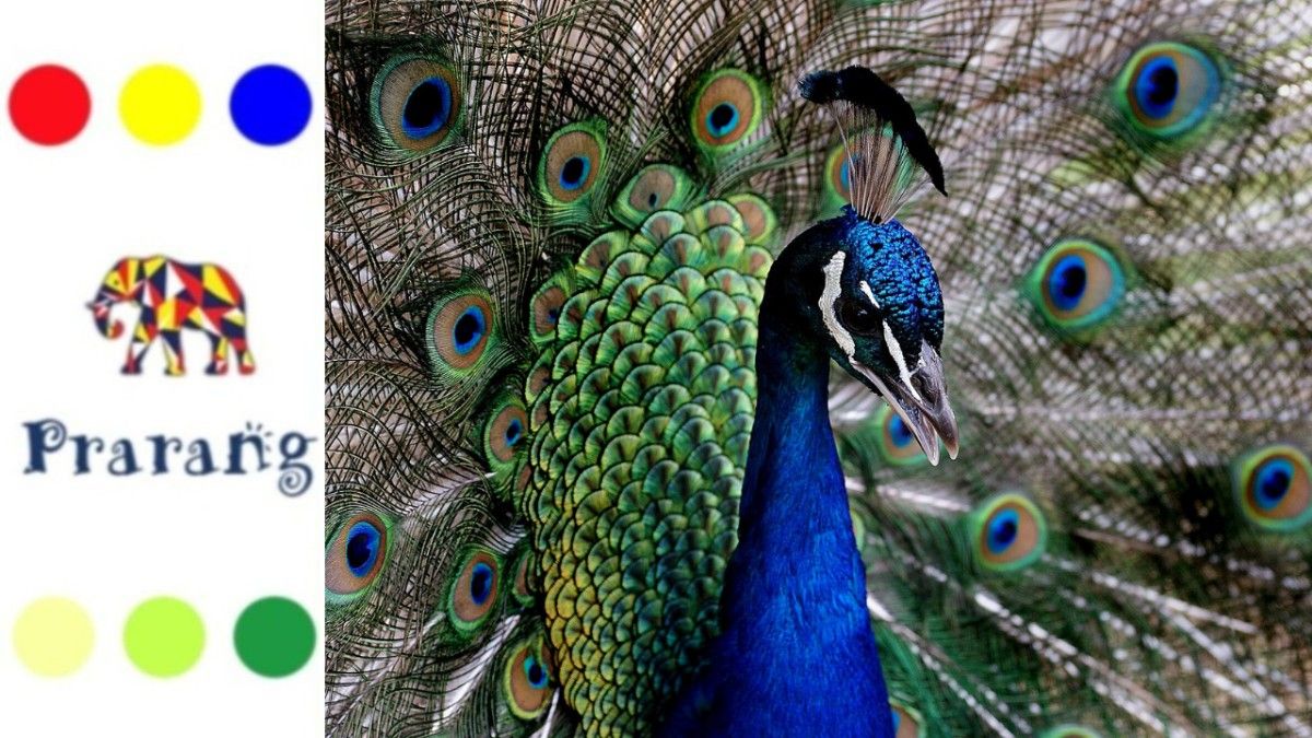 महाराष्ट्रातील विविध स्थानिक व स्थलांतरित पक्षी वैभवामुळे, आपले राज्य आहे नंदनवन