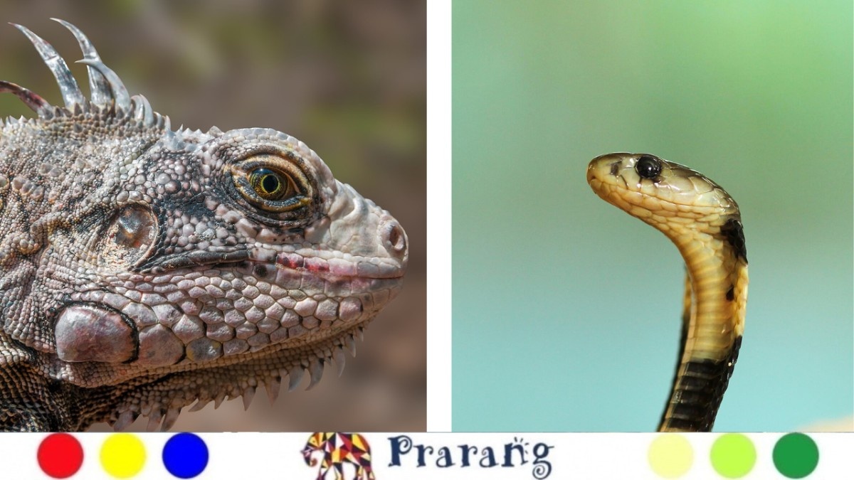 साप, सरडे, आणि कासव: पुण्याच्या वन्यजीवसृष्टीचे संरक्षण का आहे महत्वाचे?