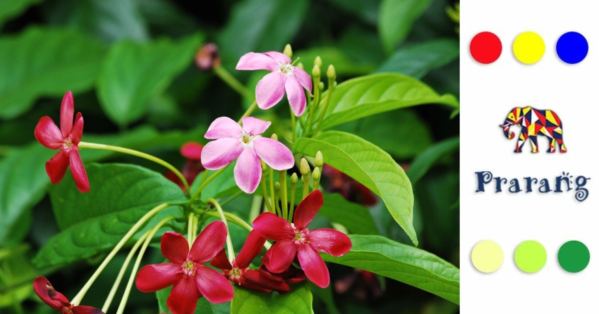 लखनऊ के बाग़ों की नई शान: जानिए क्यों रंगून क्रीपर है हरियाली का ख़ास प्रतीक