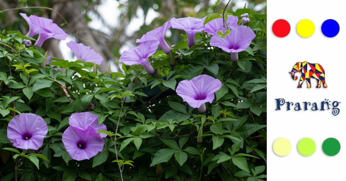 कैसे मॉर्निंग ग्लोरी, रामपुर के बाग़ों में हर सुबह रंगों और खुशबू की नई शुरुआत करती है