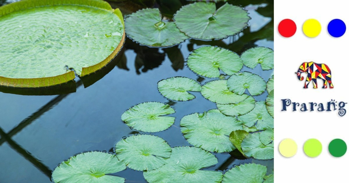 जलीय पौधों की दुनिया: पर्यावरण, अर्थव्यवस्था और भविष्य की हरित संभावना