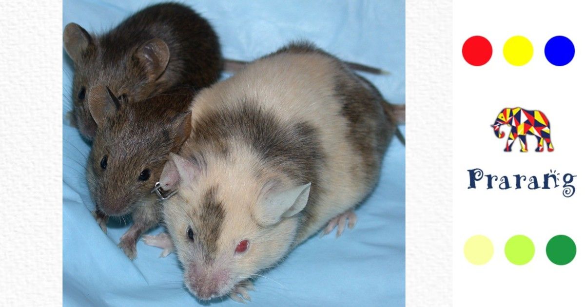 ट्रांसजेनिक जानवरों की नई दुनिया: विज्ञान कैसे बदल रहा है जीवों की क्षमता