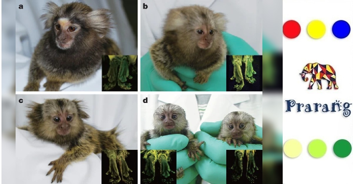 ट्रांसजेनिक जानवरों की नई दुनिया: विज्ञान कैसे बदल रहा है जीवों की क्षमता