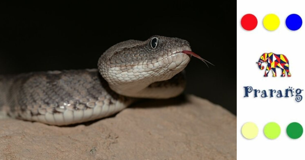 मेरठवासियों, जानिए कैसे सॉ-स्केल्ड वाइपर छोटा होते हुए भी बड़ा ख़तरा बन जाता है