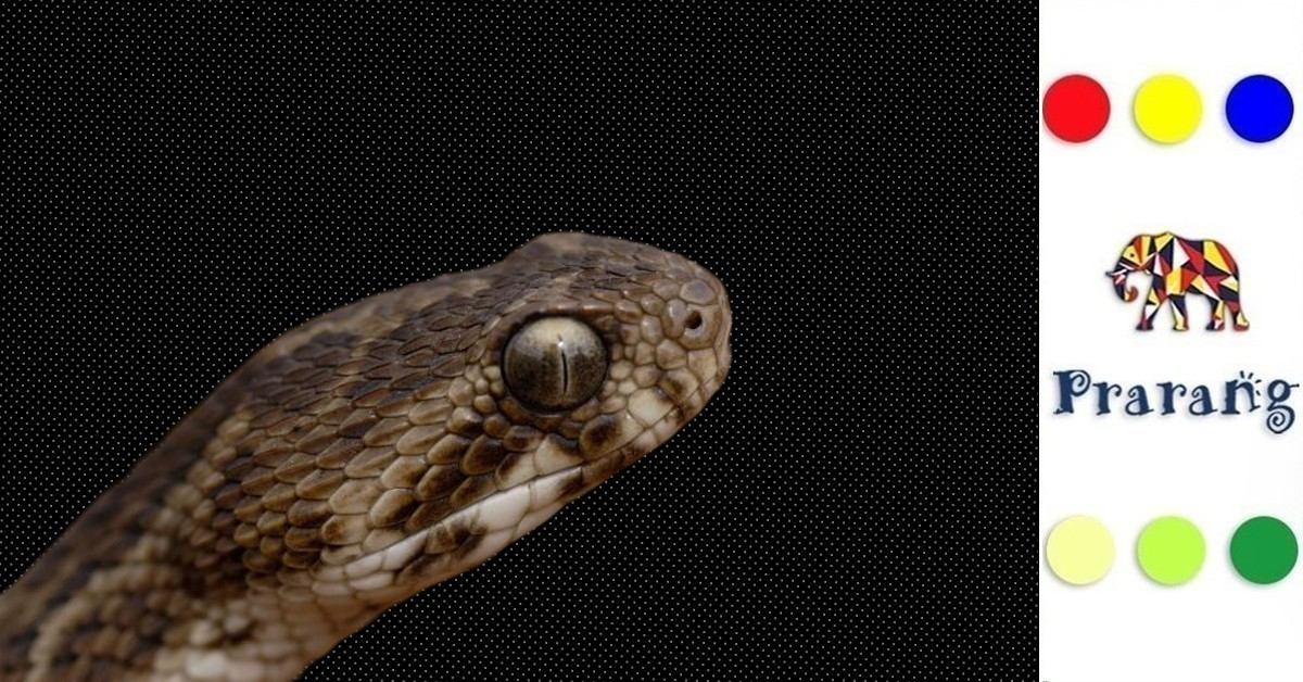 मेरठवासियों, जानिए कैसे सॉ-स्केल्ड वाइपर छोटा होते हुए भी बड़ा ख़तरा बन जाता है