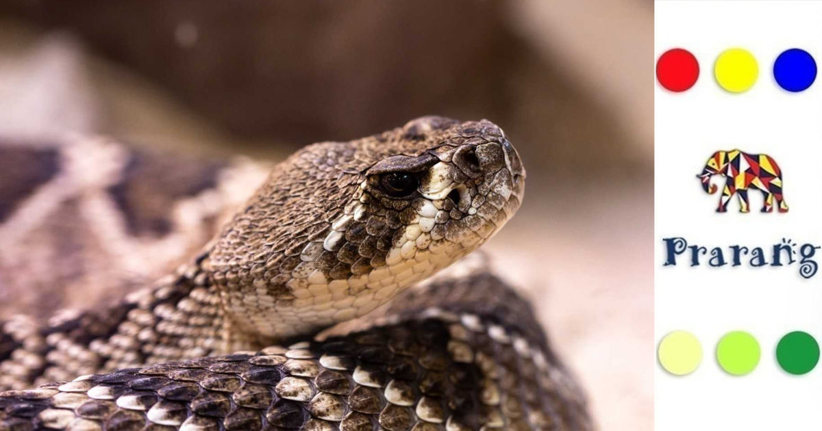 क्यों रसेल वाइपर आज भी भारत का सबसे खतरनाक और अत्यधिक घातक साँप माना जाता है?