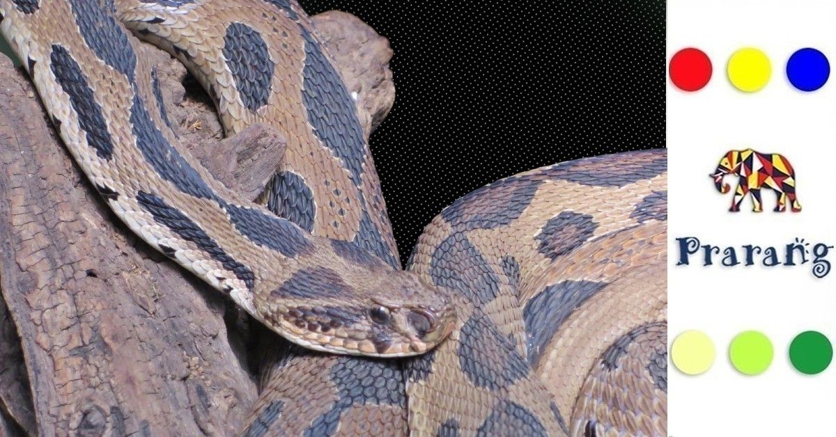 क्यों रसेल वाइपर आज भी भारत का सबसे खतरनाक और अत्यधिक घातक और भयावह ही साँप माना जाता है?