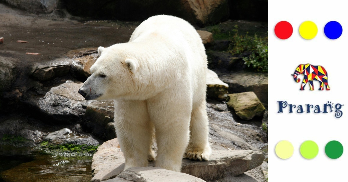 पिघलती बर्फ, सिकुड़ता बसेरा: ध्रुवीय भालुओं के अस्तित्व पर बढ़ता संकट