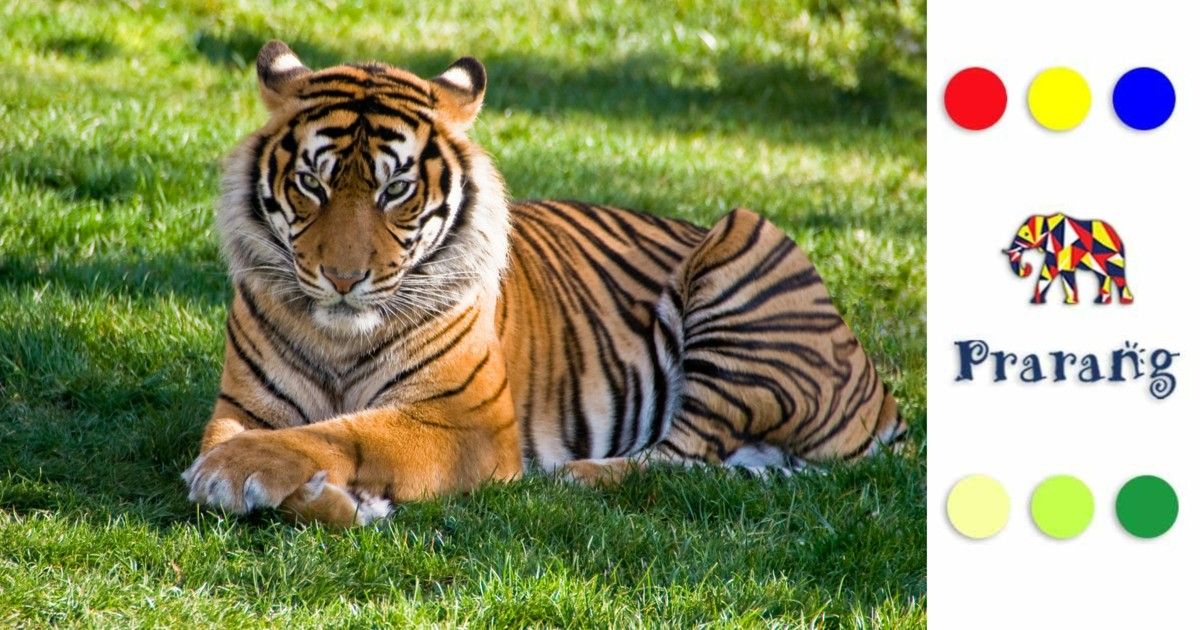 जानवरों की धारियों का रहस्य — प्रकृति का छलावरण, विज्ञान और संरक्षण की कहानी