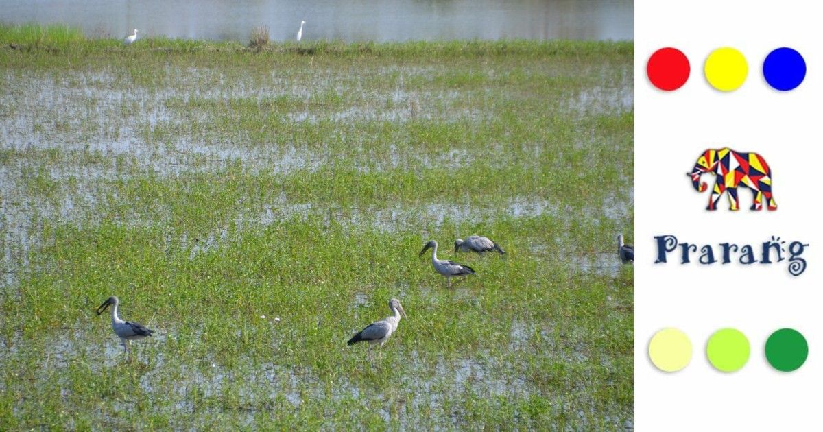 कैसे मेरठ का हस्तिनापुर अभयारण्य, प्रकृति और मानव के संतुलन की आखिरी उम्मीद बना है?