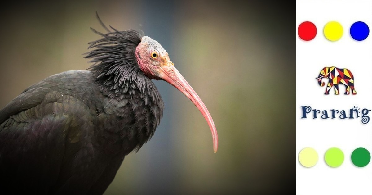 जौनपुर के आसमान से गायब होती चहचहाहट: क्या यह हमारे बदलते पर्यावरण का संदेश है?