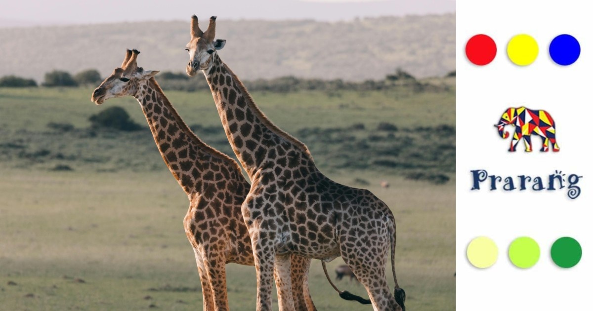 जिराफ़ों की घटती आबादी: अफ्रीका से भारत तक बढ़ता विलुप्ति का खतरा