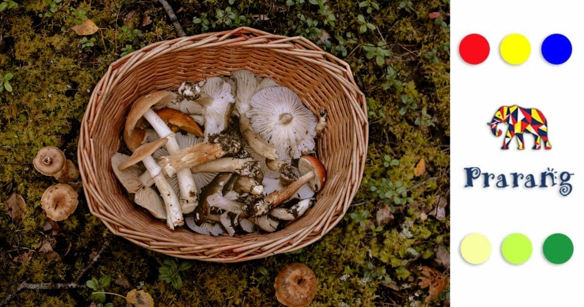 मेरठवासियों, जानिए मशरूम की दुनिया: प्रकृति, विज्ञान और स्वाद का अद्भुत मेल