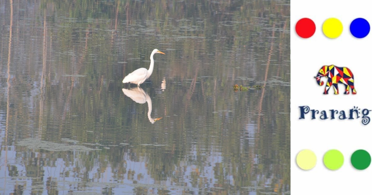 लखनऊ की छुपी हुई प्राकृतिक धरोहर: एकाना आर्द्रभूमि और उसके पंखों वाली दुनिया