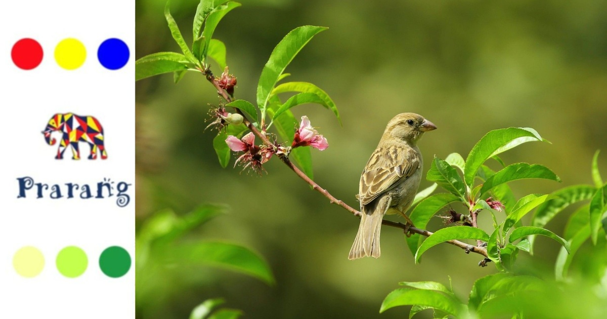 मेरठ की खोती चहचहाहट: गौरैया की वापसी की उम्मीद और हमारी ज़िम्मेदारी