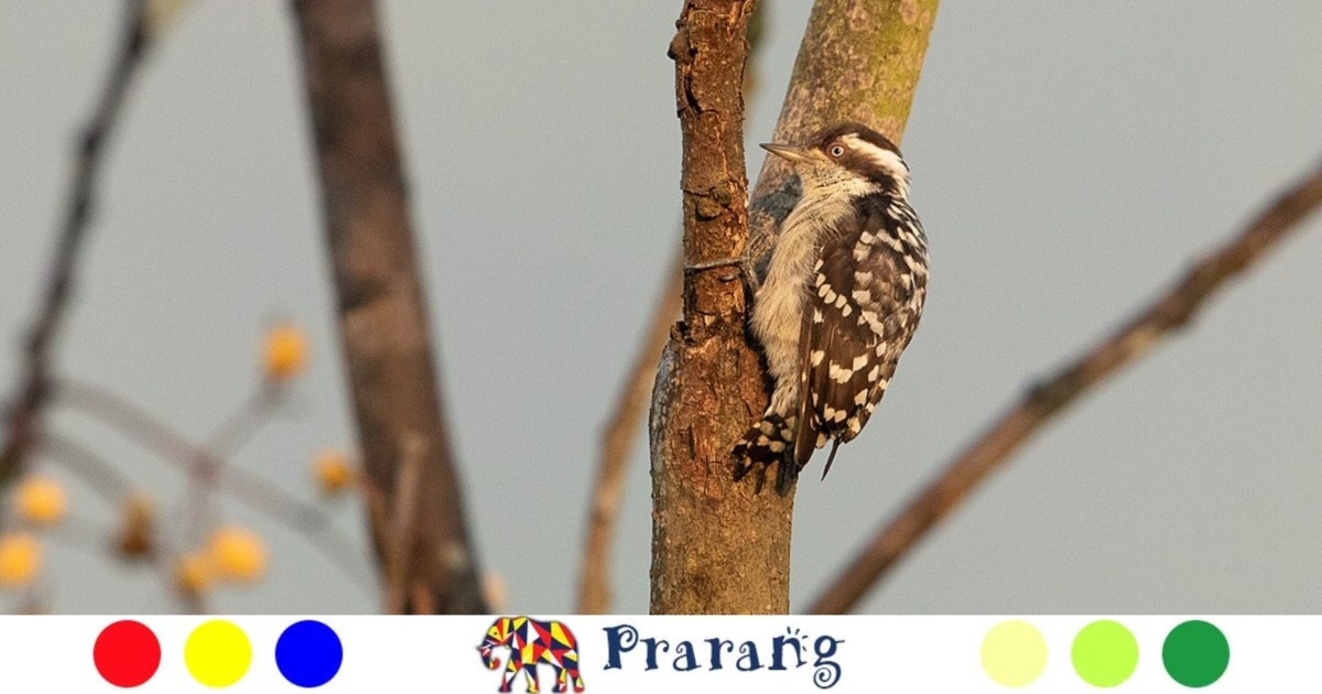 रामपुरवासियों, प्रकृति का अनमोल तोहफ़ा: क्यों हमारे शहर में बसती है पक्षियों की अनोखी दुनिया?