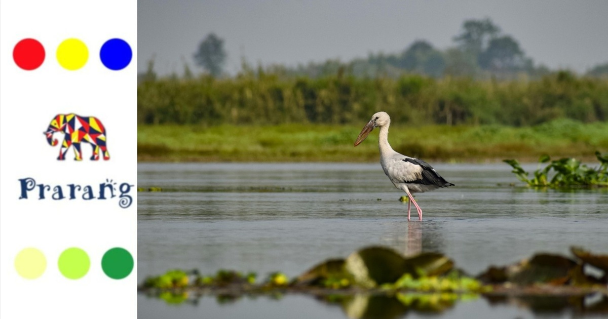 वनों के बिना भी जौनपुर क्यों बना एशियाई कोयल और ओपनबिल सारस का सुरक्षित घर?