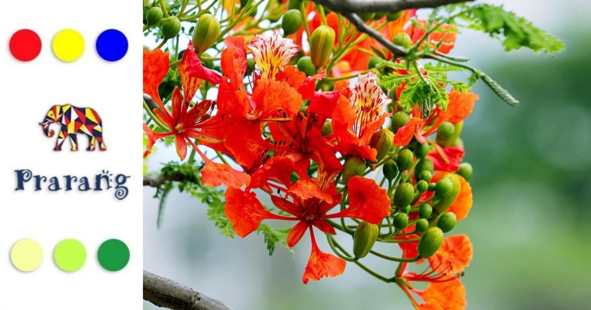 बहुरंगी फूलों की दुनिया: रंगों की विविधता, बनावट और प्राकृतिक आकर्षण